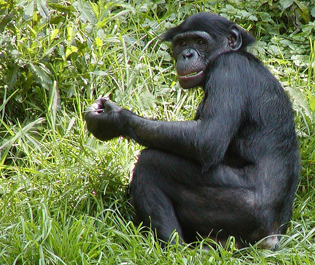 bonobo