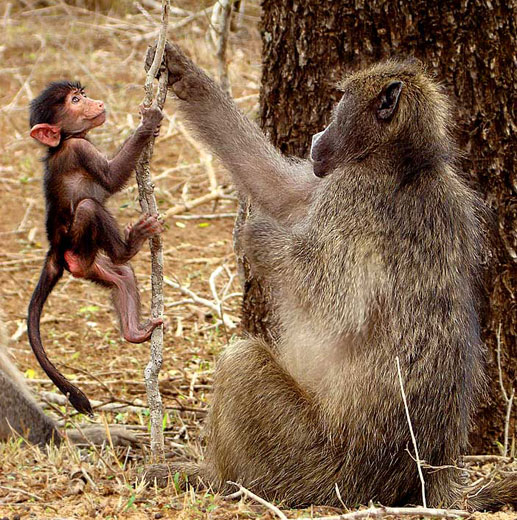 baboons