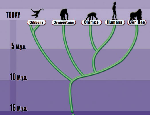 evolution diagram