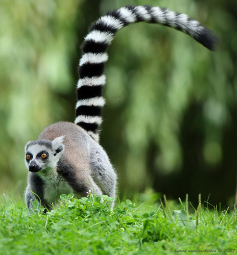 lemur