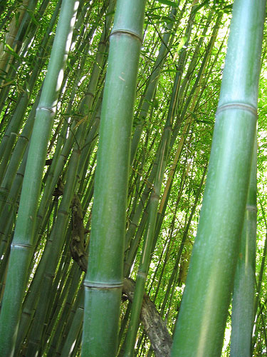 bambooforest