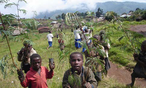 tree planting program