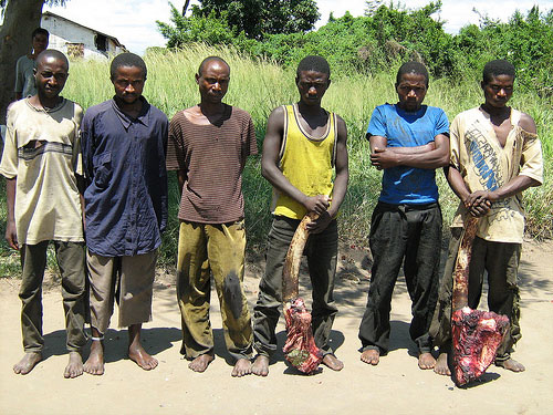 poachers caught with elephant tusks