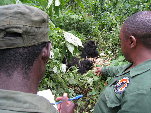 research in the field