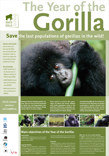 year of the gorilla 2009 poster