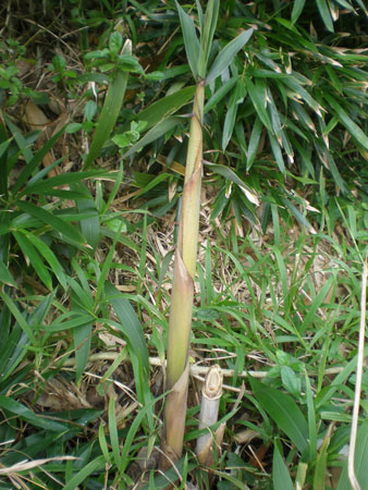 bamboo shoot