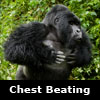 chest beating