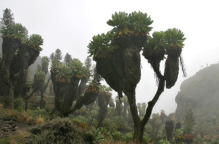 giant secdio trees