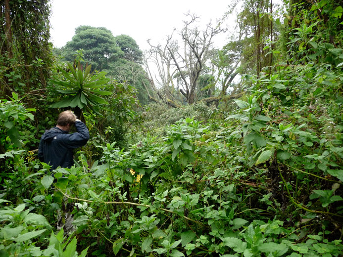 hygenia forest