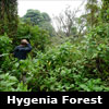 hygenia forest