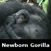 mom with 2 day old baby