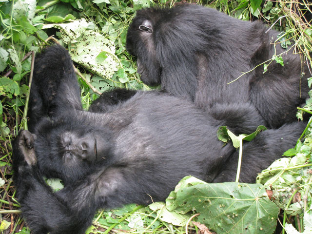 2 juveniles take a nap together