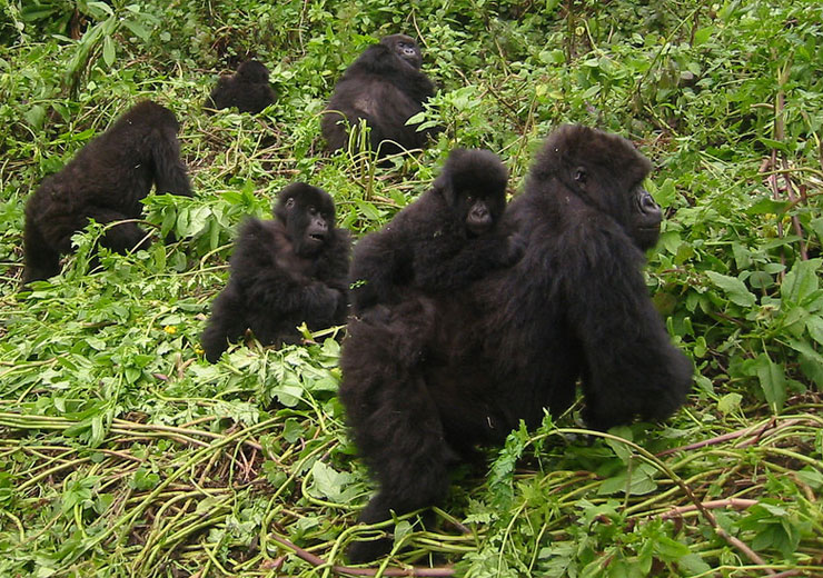 gorilla family