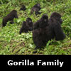 gorilla family