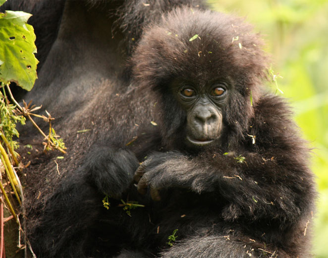 gorilla infant
