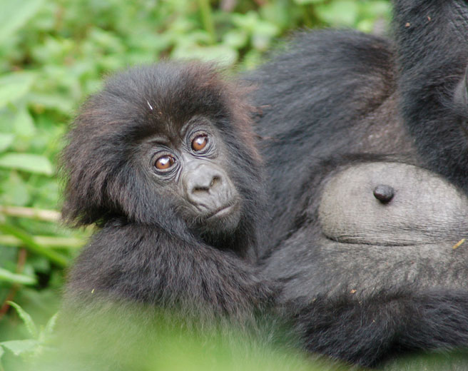 baby next to mom's breast