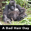 having a bad hair day