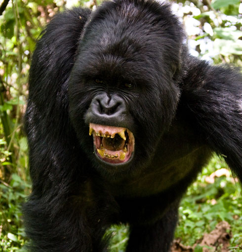 silverback with bared teeth
