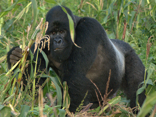 silverback raiding crops