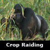 silverback raiding crops