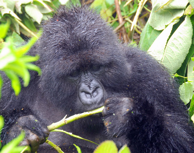 female eating wildcelery