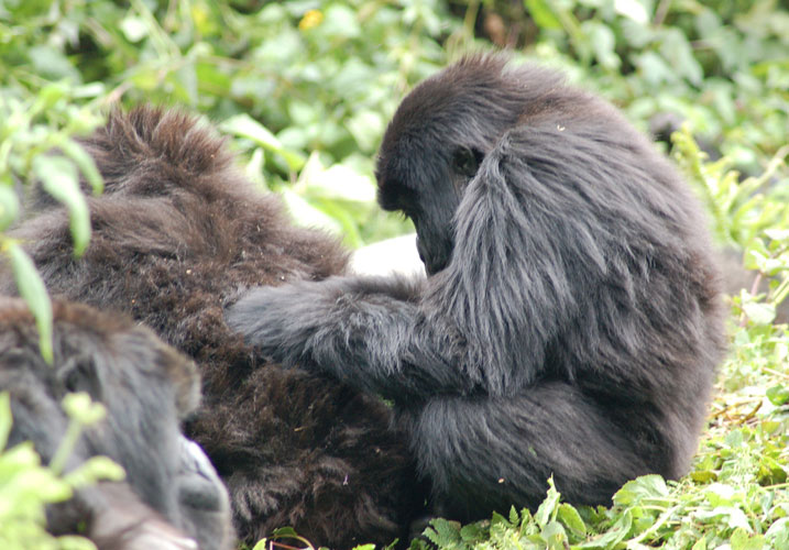 juvenile grooming another