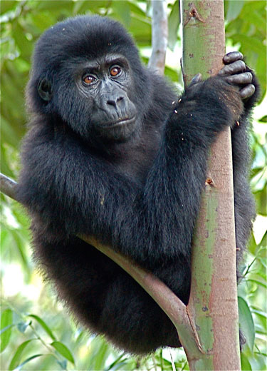 juvenile in the trees