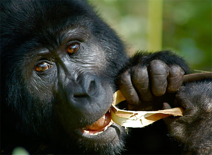 juvenile chewing tree bark