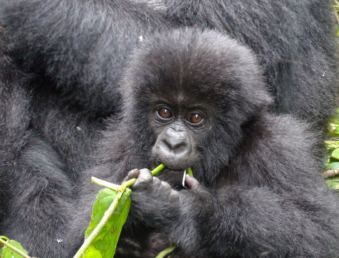 infant eating a stem