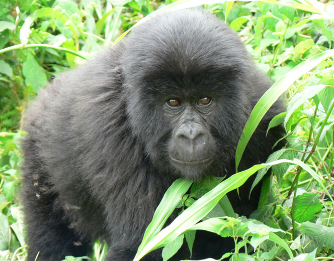 juvenile gorilla