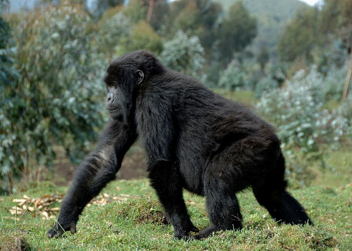 knuckle-walking juvenile