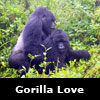 gorillas mating