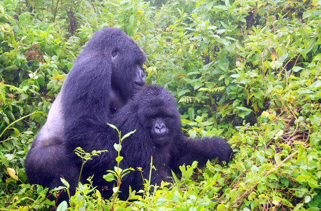 gorillas mating