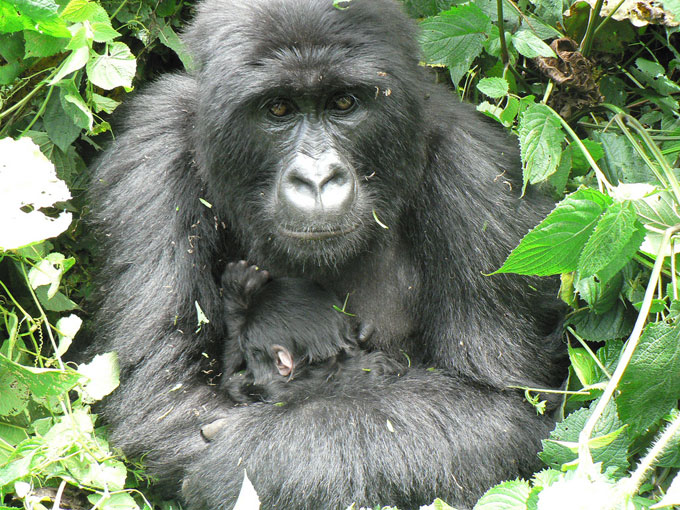 Infant cuddled with mom