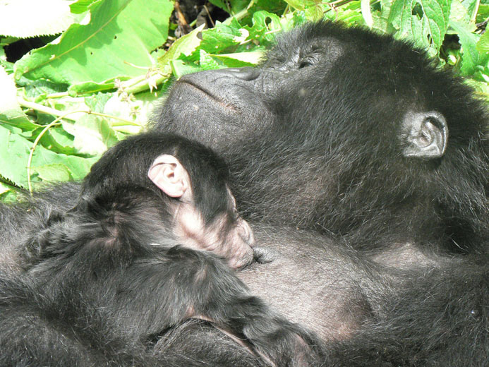 baby breast feeding