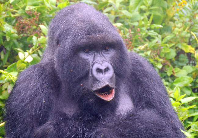 gorilla with mouth pucked and open