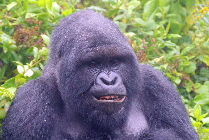 this gorilla is tense
