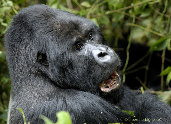 silverback with open mouth