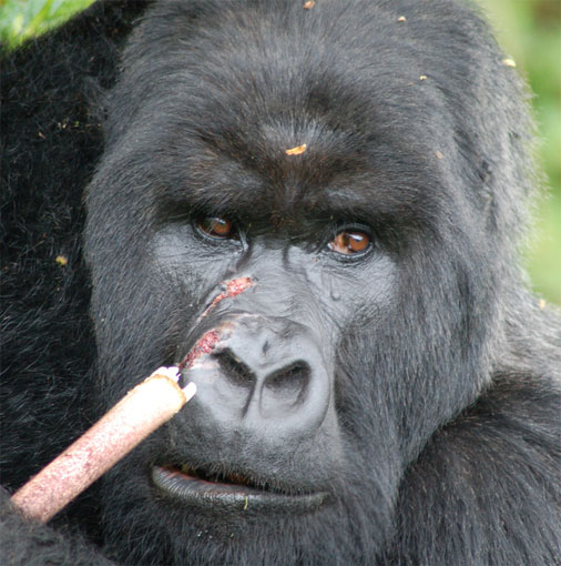 male with scratched nose