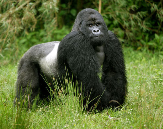 silverback