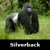 silverback