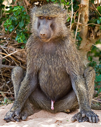 baboon