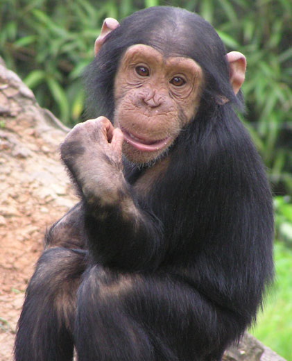 baby chimp