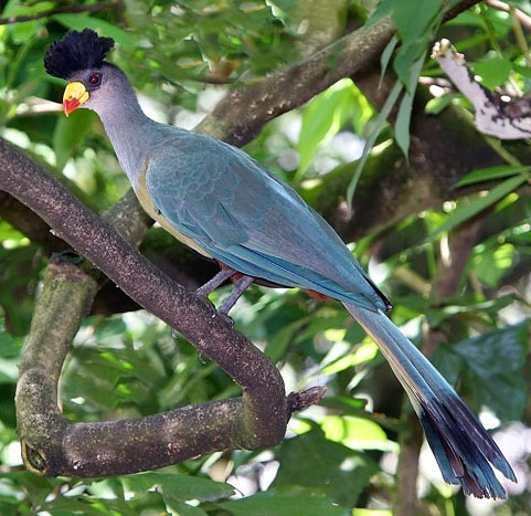 great blue turaco