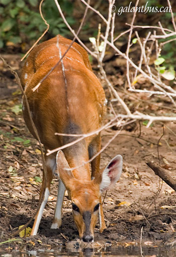 bushbuck