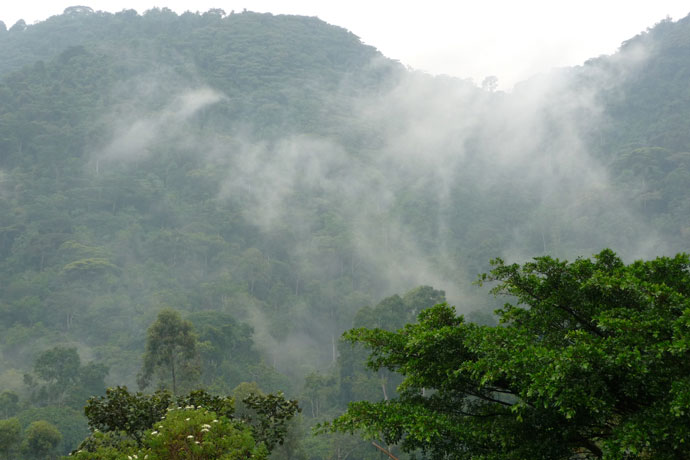 cloud forest