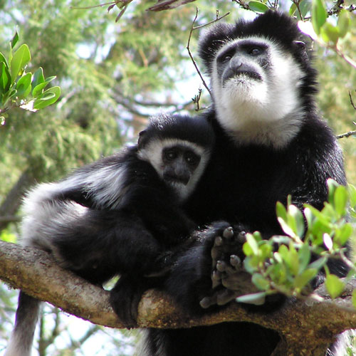 colobus monkey