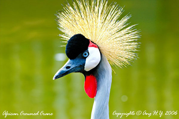 grey crowned crane