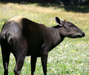 duiker