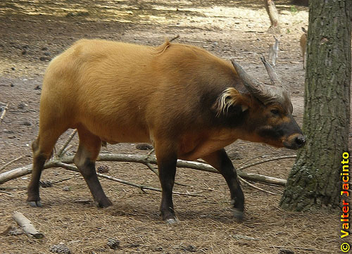 forest buffalo